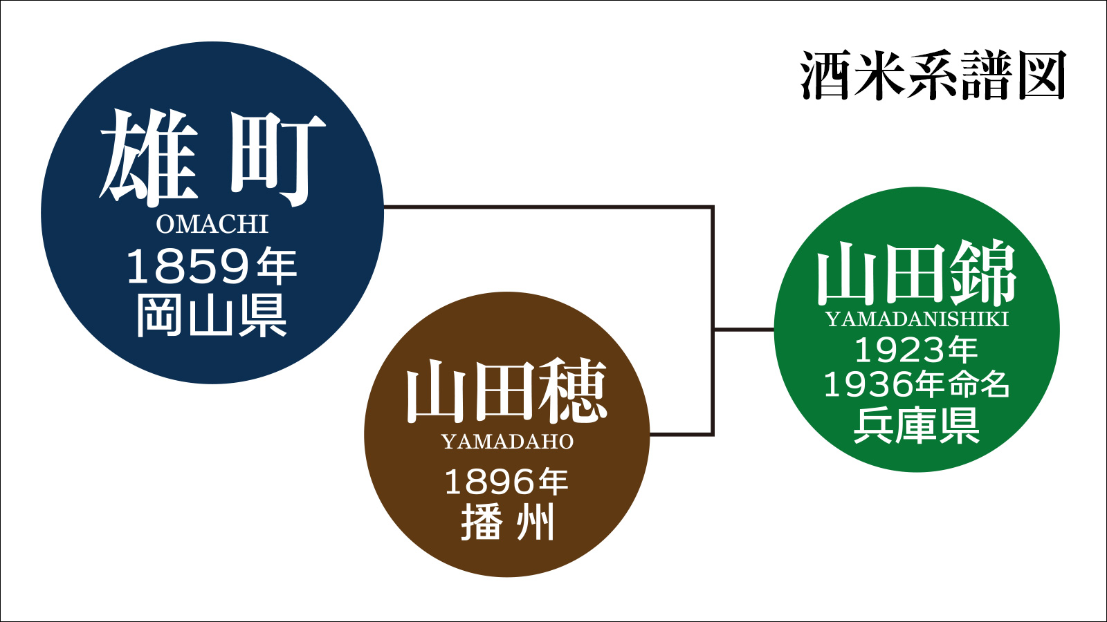 「雄町」は、山田錦の親にあたる日本最古の混血のない原生種